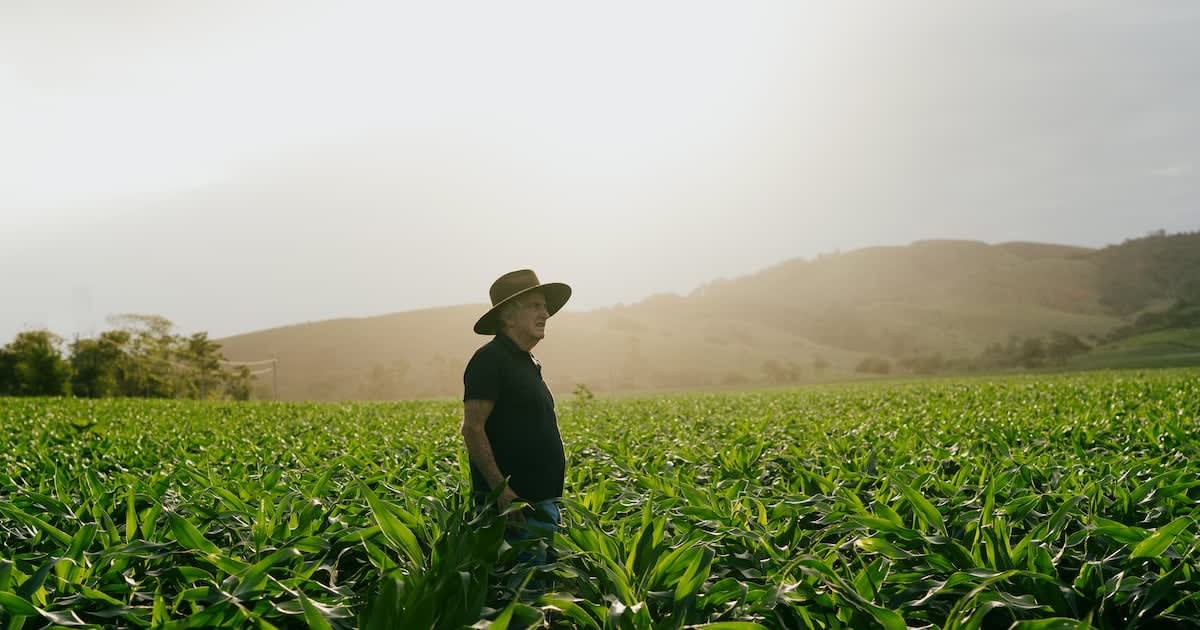 Lush green Brazilian farmland showcasing modern sustainable agriculture with healthy crop growth