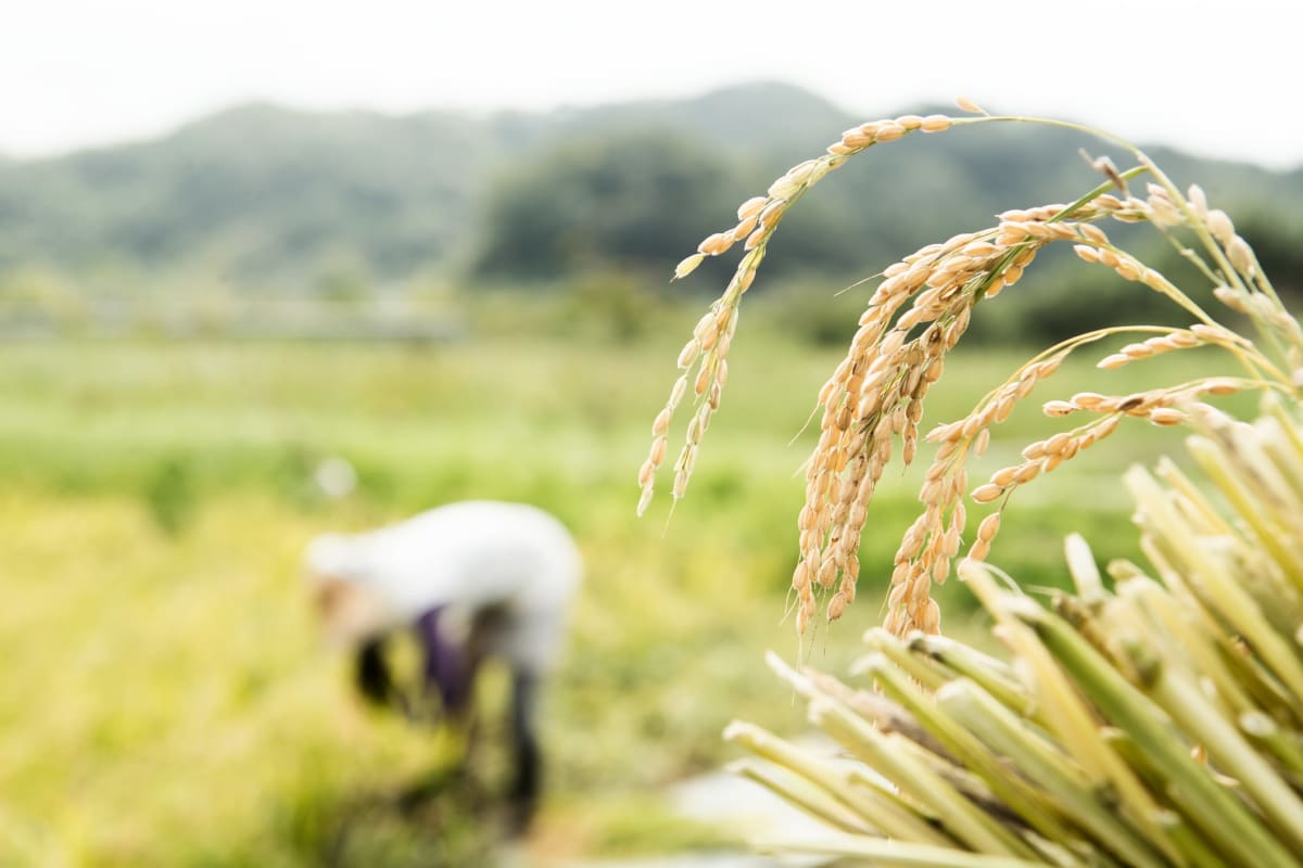 Vietnam's Rice Revolution: From Volume to Value - Image 5