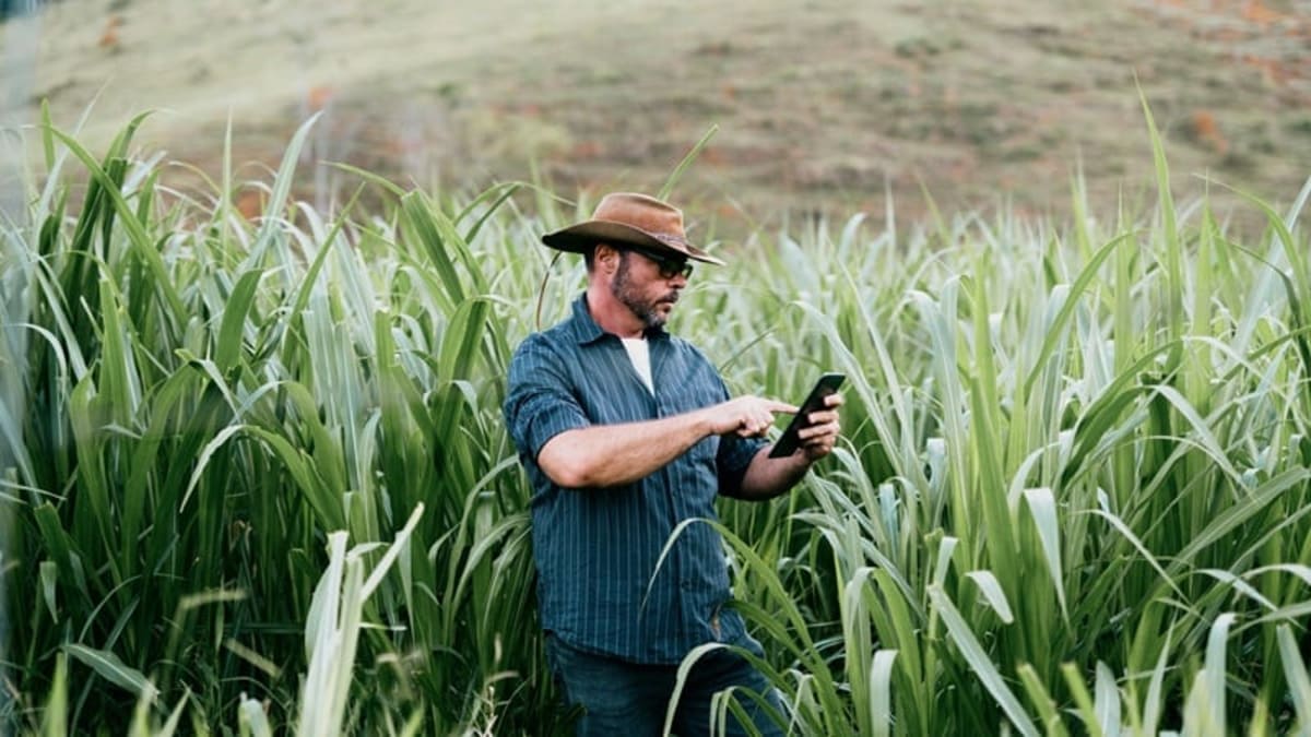 Brazil Invests $8M in Eco-Friendly Farming Revolution - Image 5