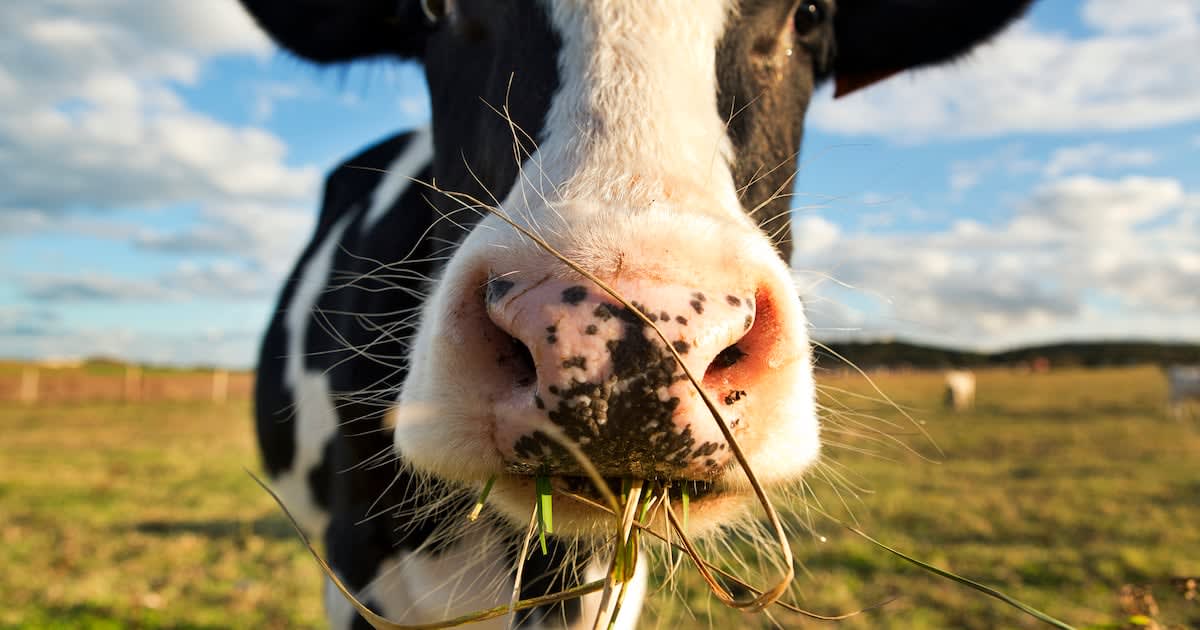 Japan Farms Methane-Cutting Seaweed to Slash Cattle Emissions