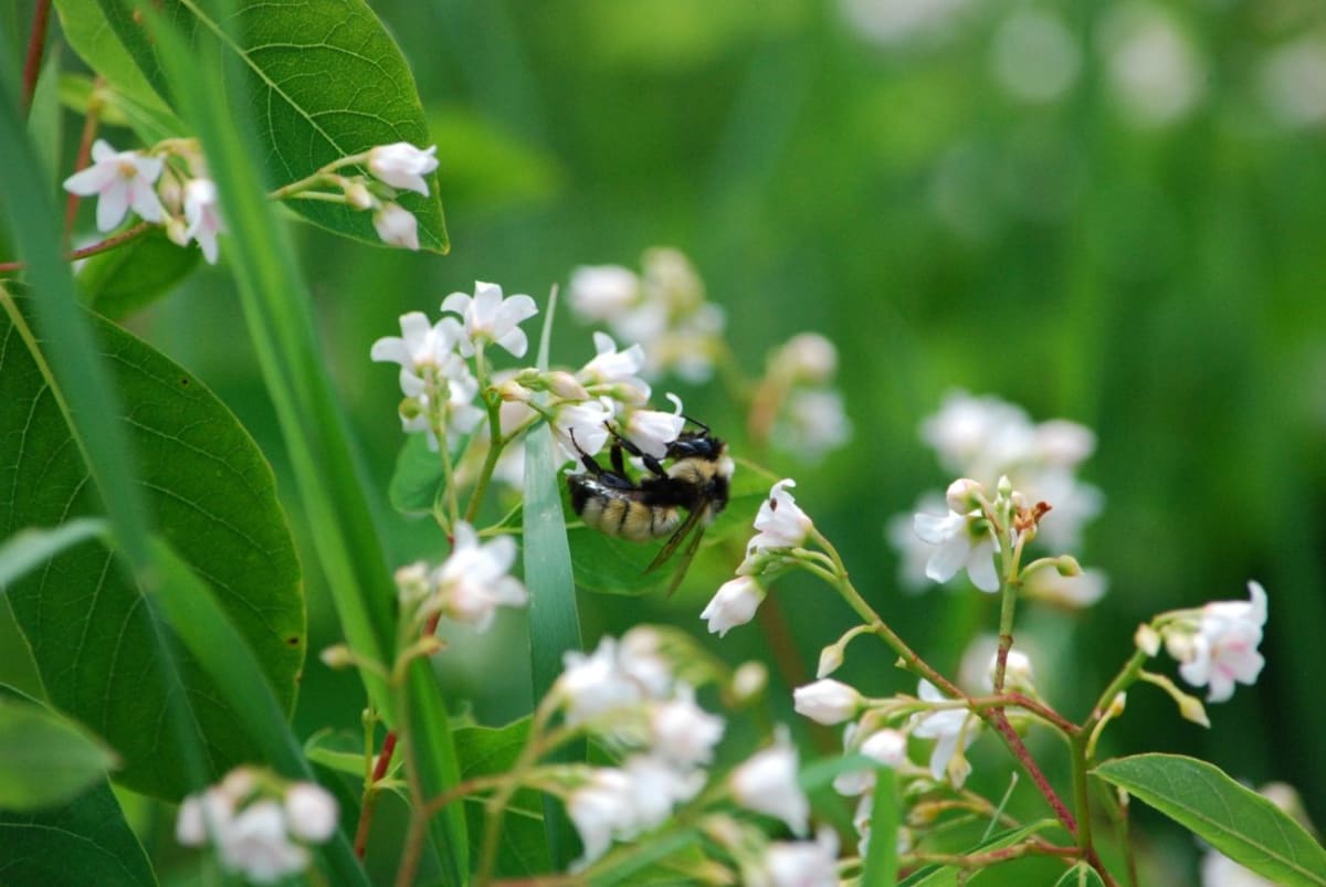 Iowa Volunteers Triple Bumble Bee Surveys in One Year