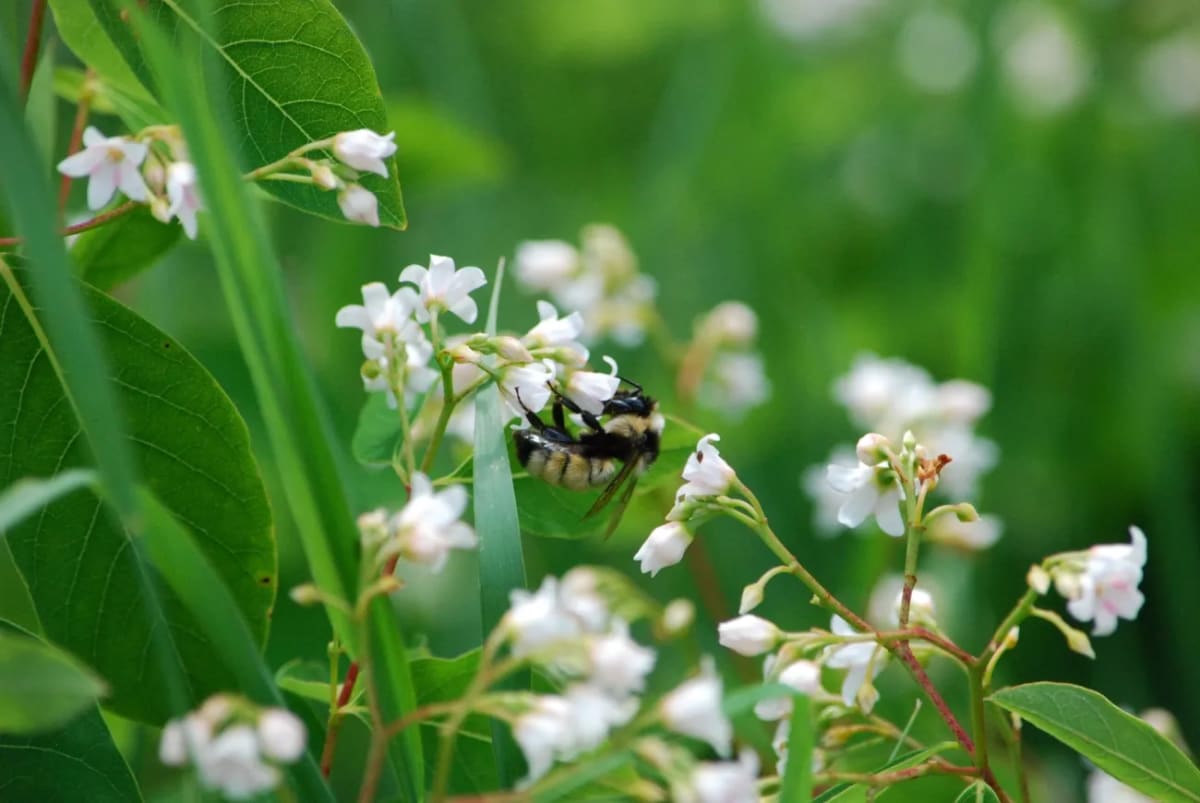 Iowa Volunteers Triple Bumble Bee Surveys in One Year - Image 2