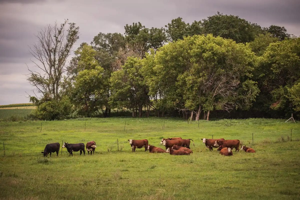 FDA Approves New Screwworm Treatment for Livestock - Image 3