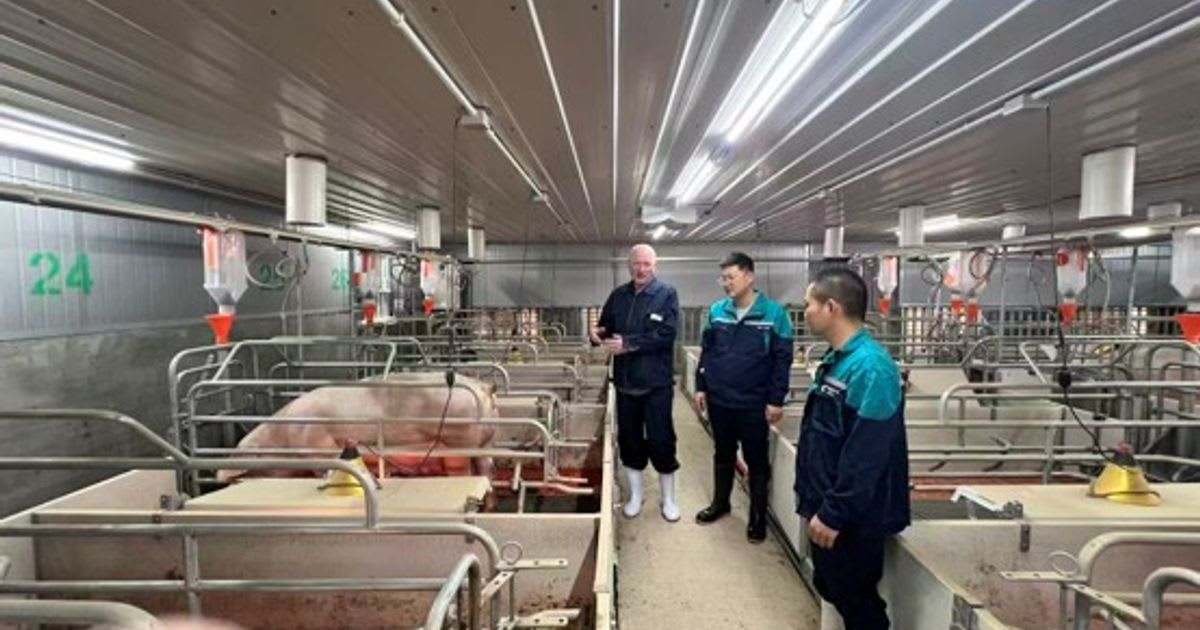 Chinese and Dutch agricultural experts touring modern pig farming training facility in Anping, China