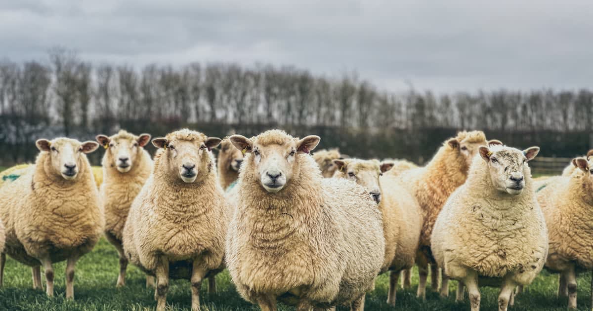 Flock of white sheep grazing peacefully on green New Zealand hillside pasture
