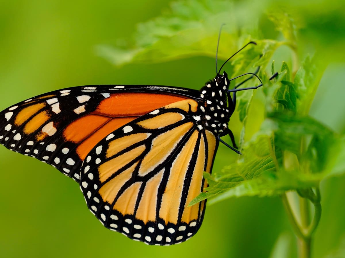 ** Cluster of orange and black monarch butterflies covering tree branches in Mexican forest