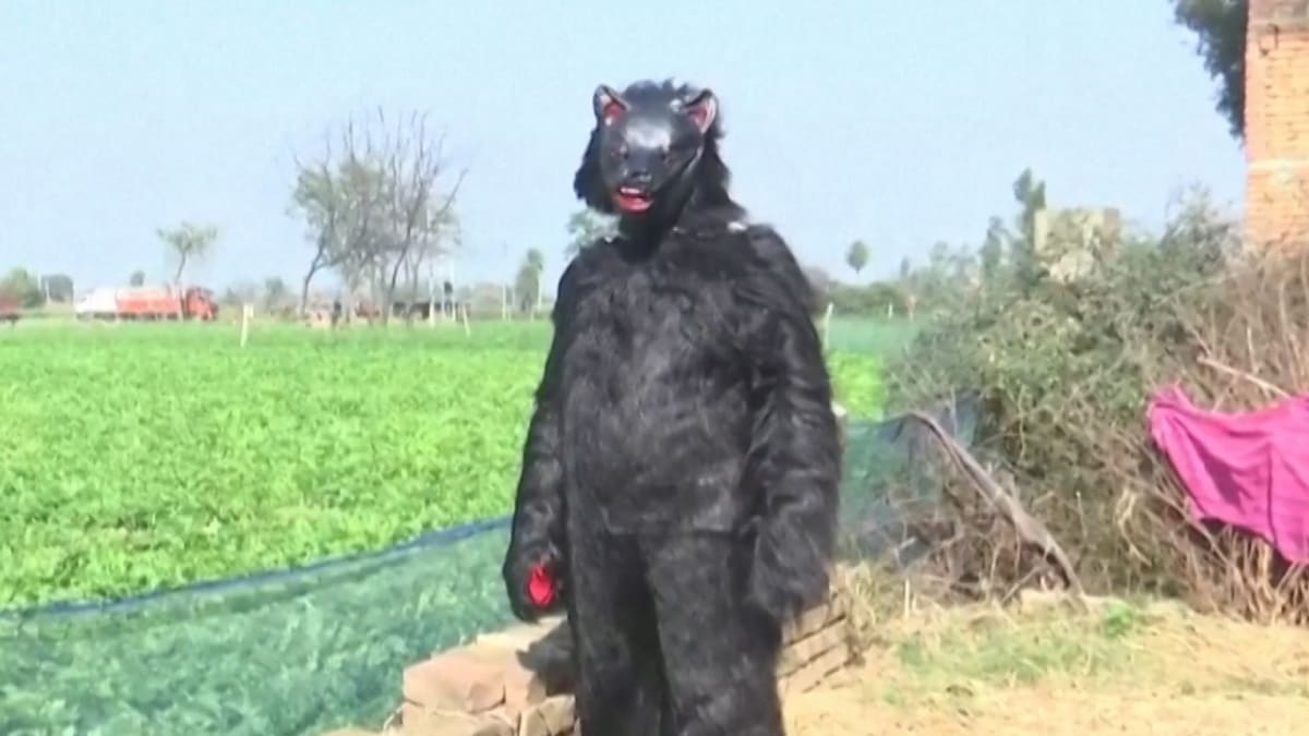 Indian Farmers Wear Bear Suits to Outsmart Crop-Raiding Monkeys