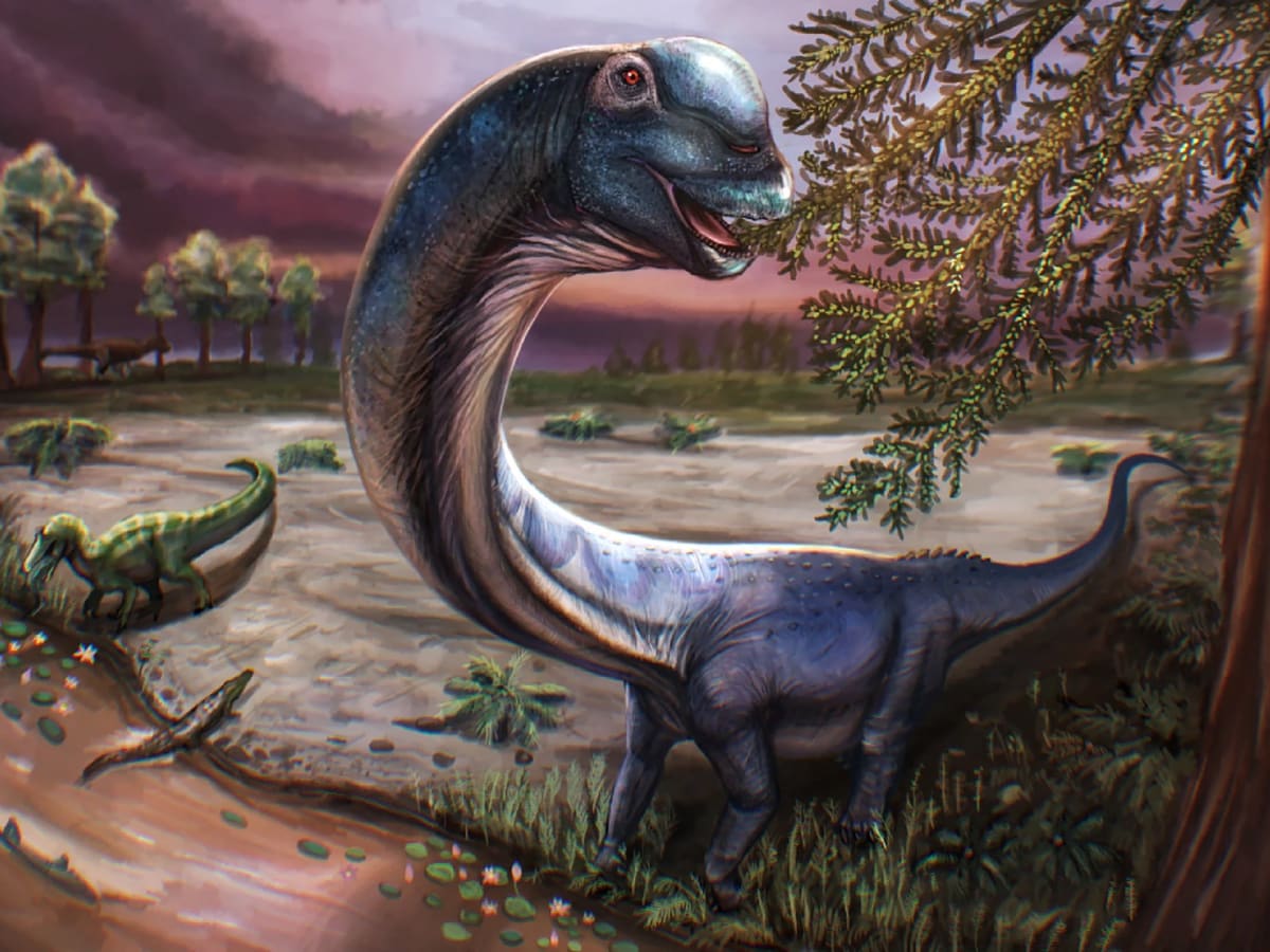 ** Artist's reconstruction of Nagatitan chaiyaphumensis, a long-necked sauropod dinosaur from ancient Thailand