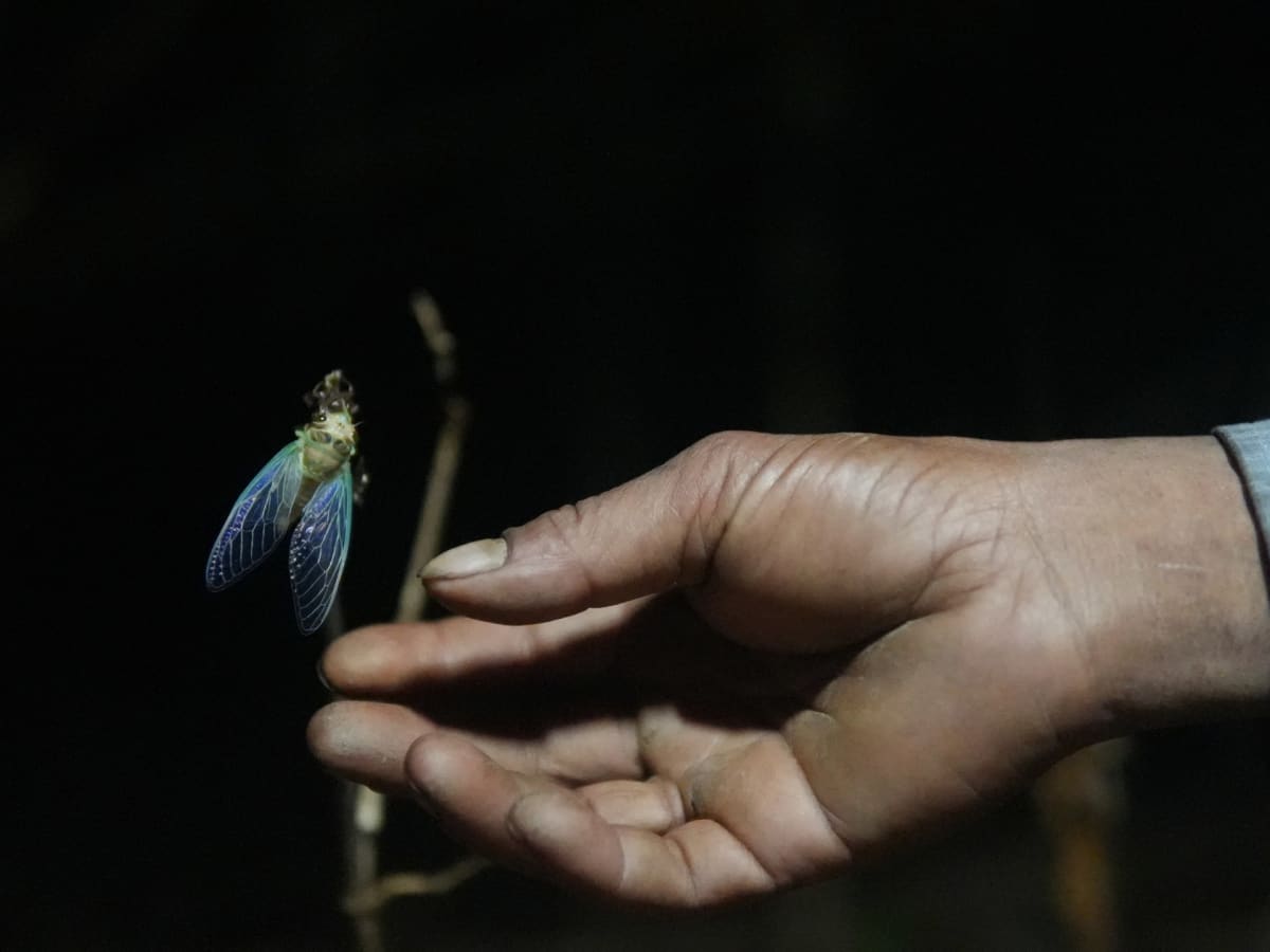 India's 'World Cup Cicada' Emerges Every Four Years