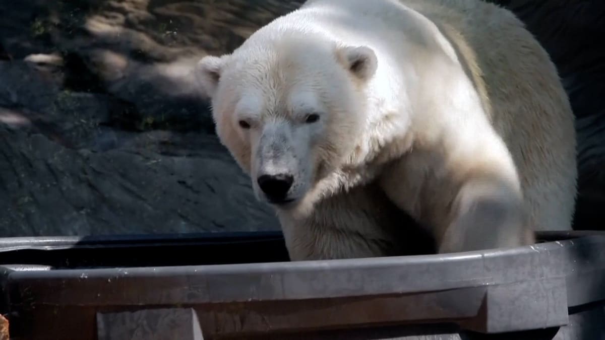 Prague Zoo Cools Polar Bears With Ice During Heatwave