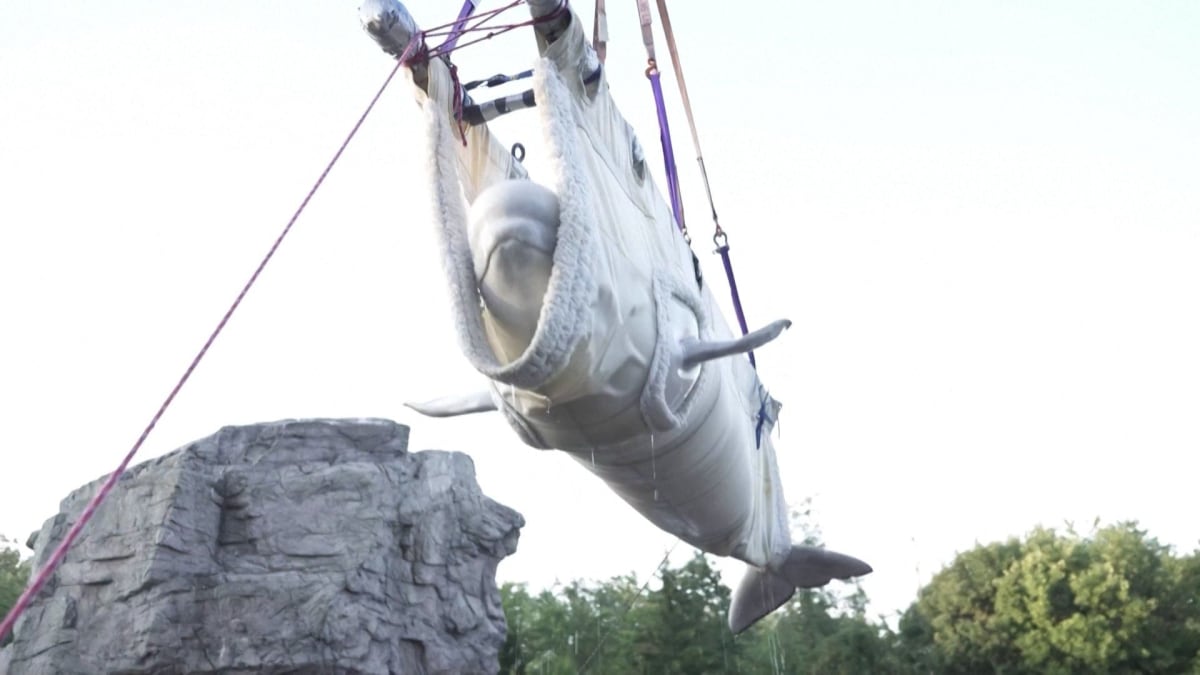 6 Marine Animals Rescued from Marineland Find New Home