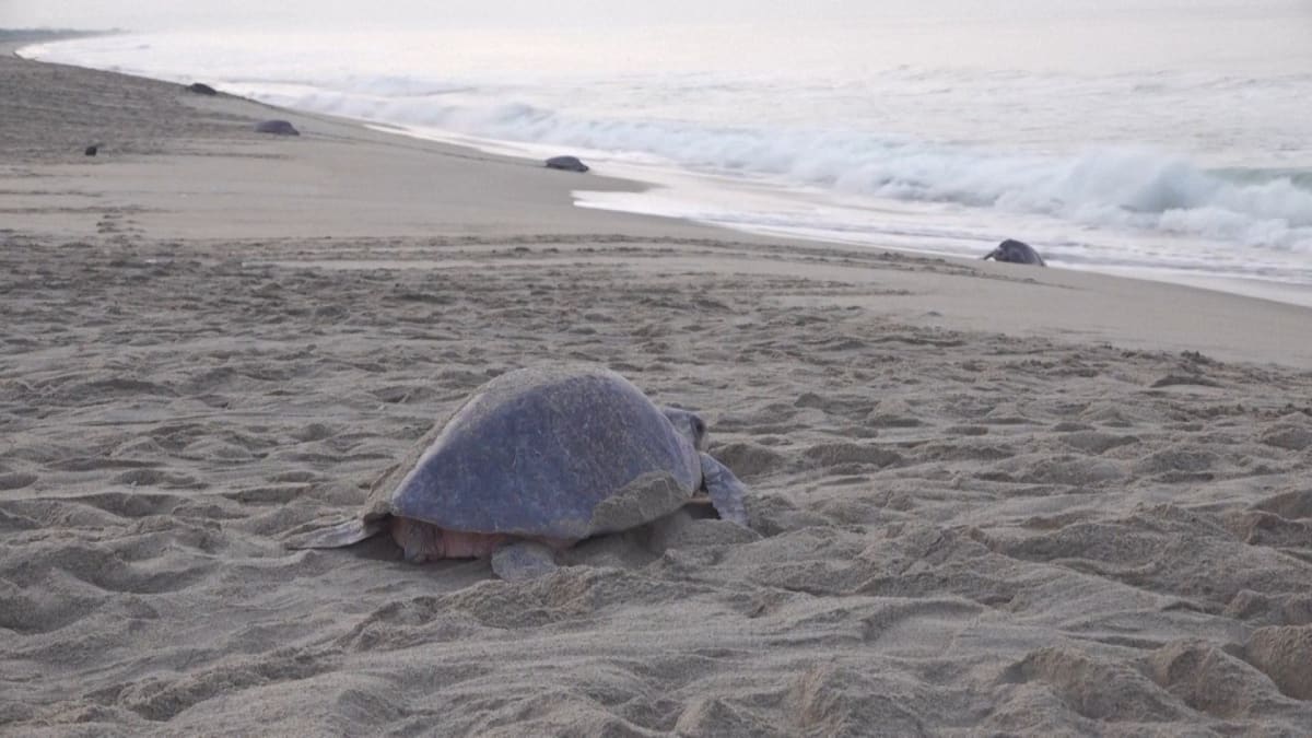 300,000 Sea Turtles Nest on Mexican Beach in Mass Event