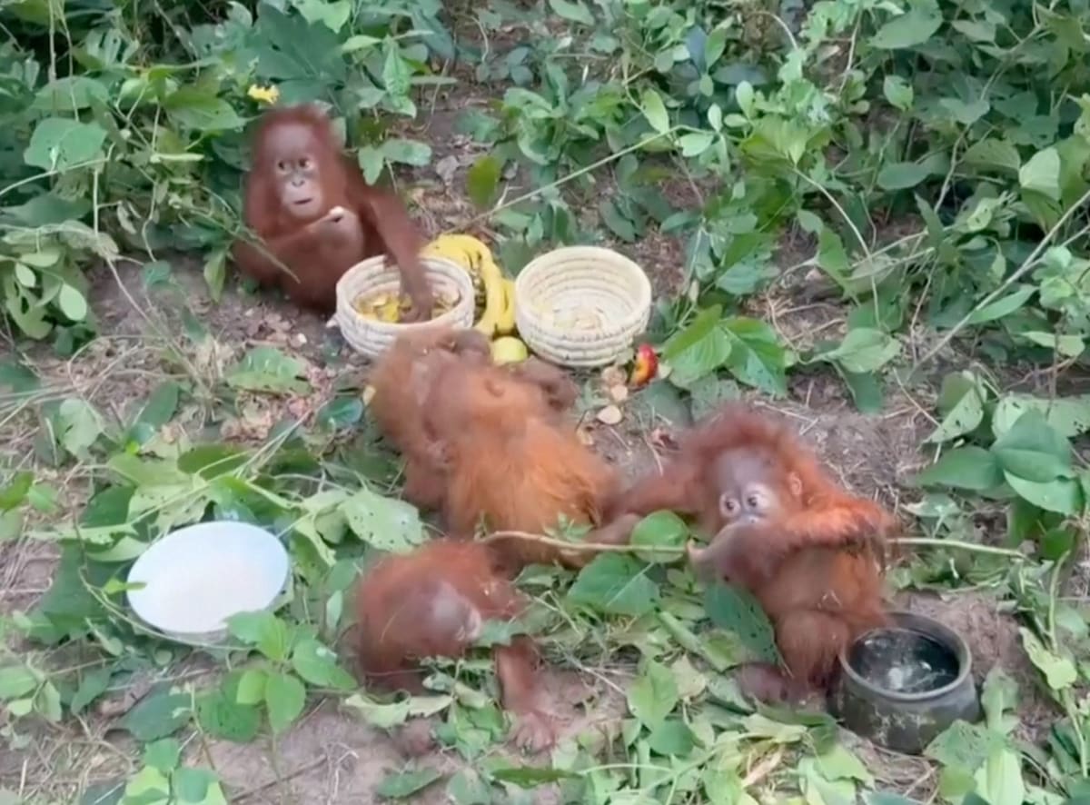Baby orangutans receiving care from wildlife authorities after rescue in India forest