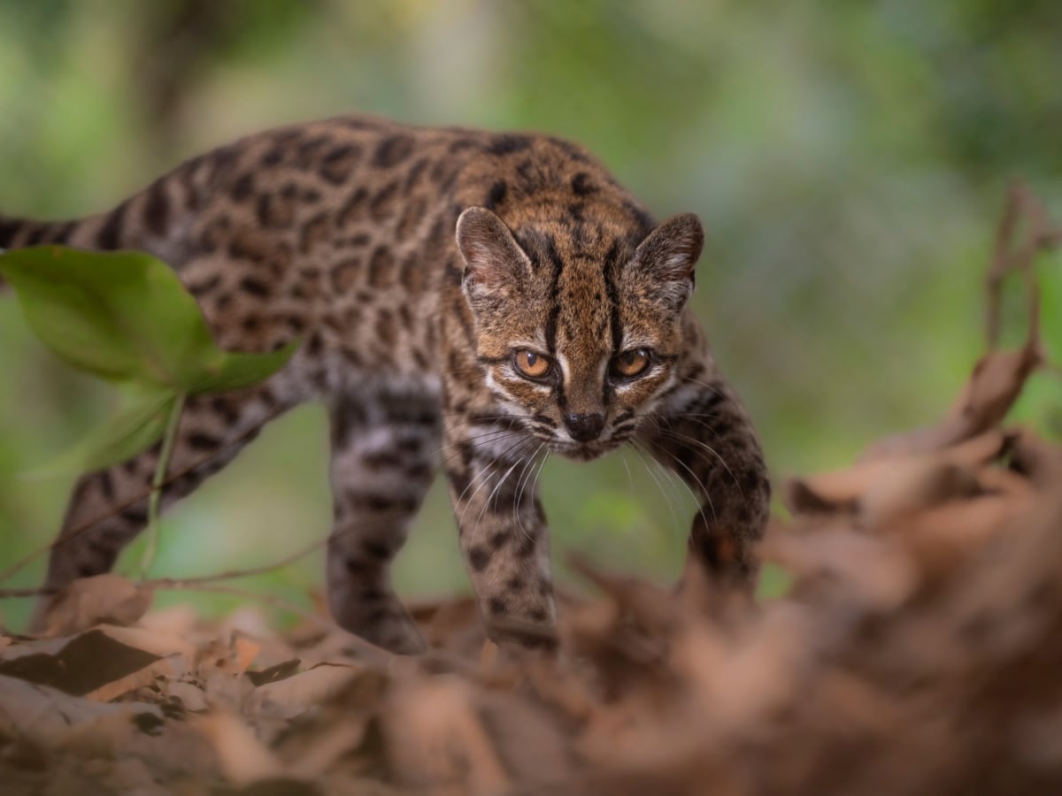 Scientists Discover New Wild Cat Species in Bolivia