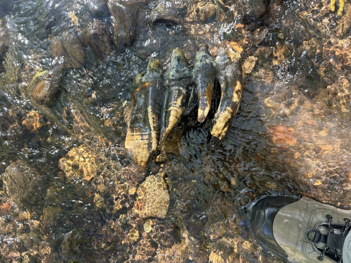 10,000-Year-Old Mastodon Tooth Found in California Creek