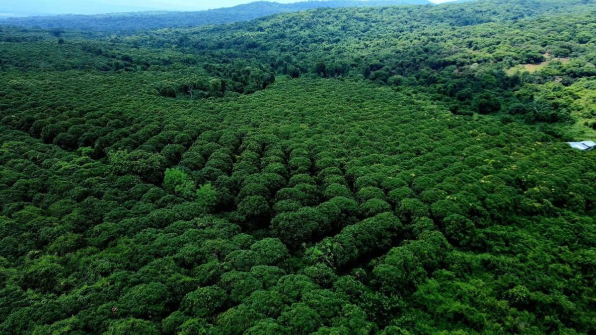 Rows of young mango trees growing on large commercial plantation in rural Ethiopia