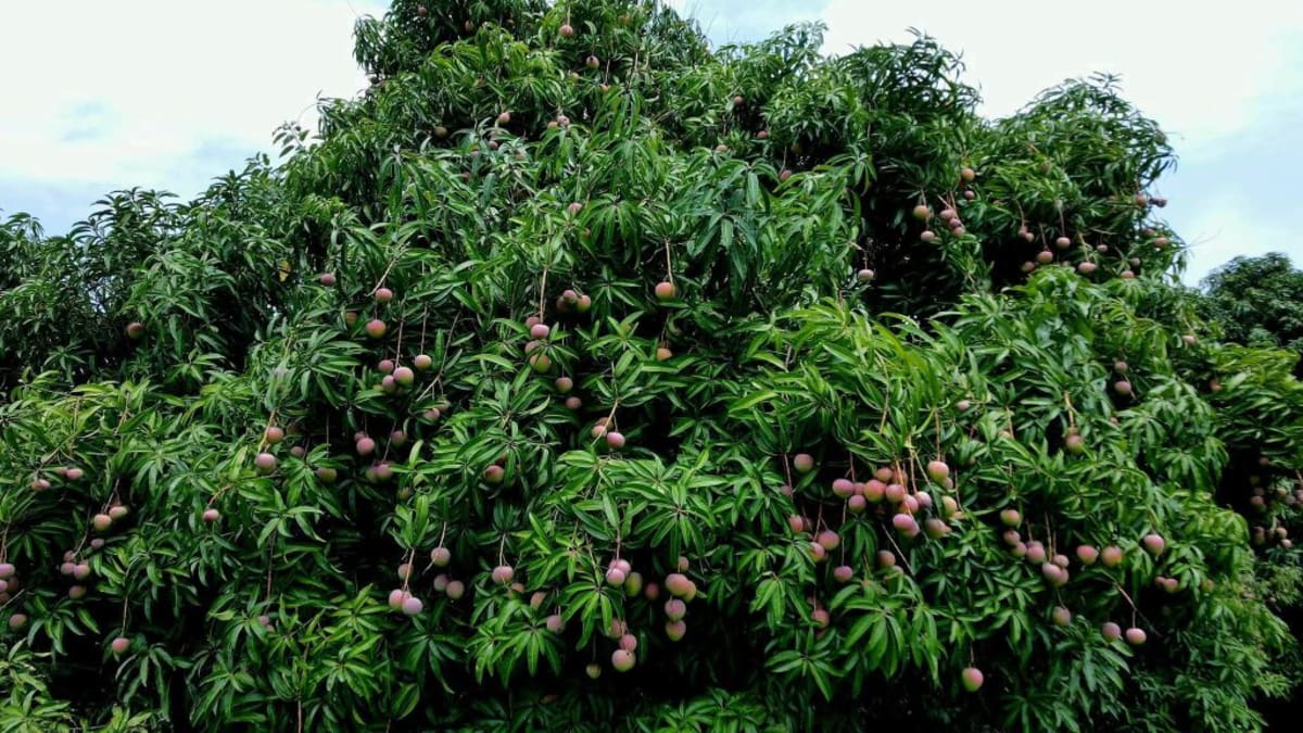 Ethiopia Plants 824-Hectare Mango Farm for Export Growth - Image 2