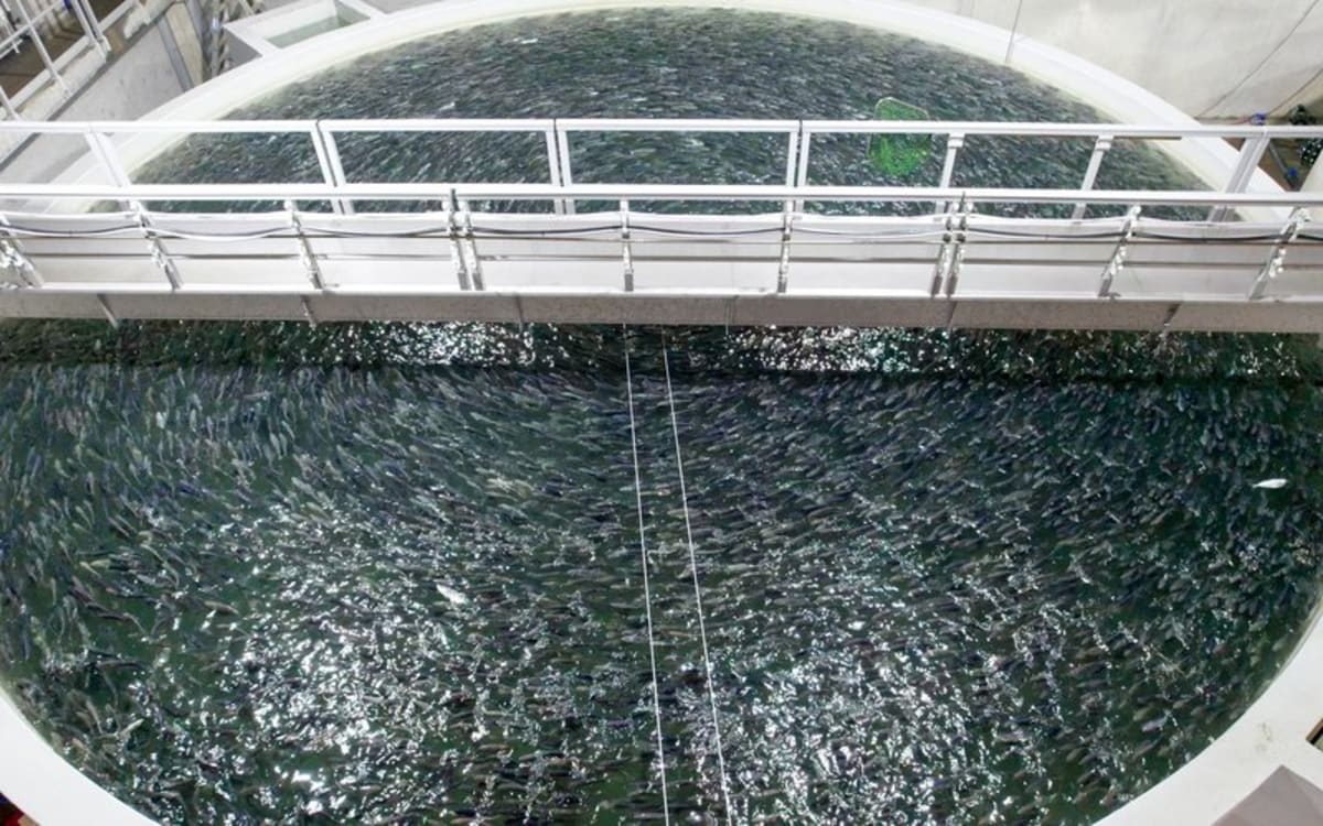 Modern sustainable fish farming facility in Germany using advanced automation and green technology systems