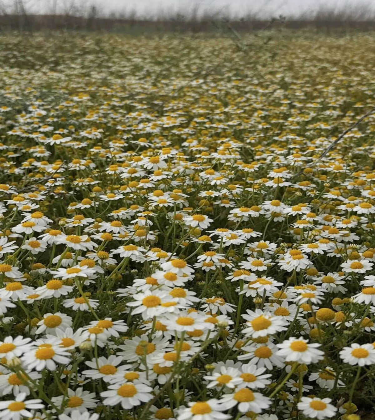 Saudi Arabia Restores 62,000-Acre Desert Park to Life - Image 3