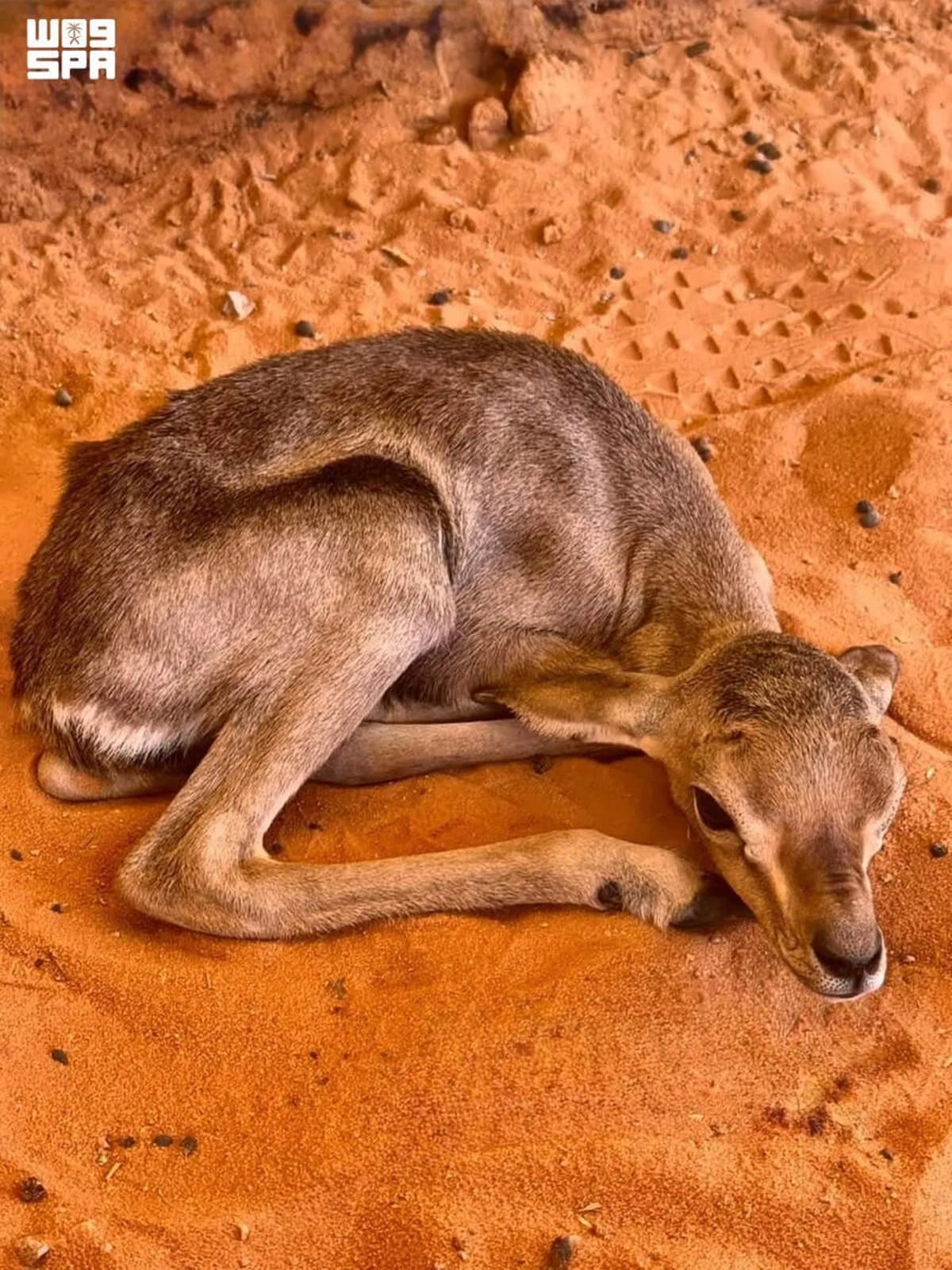 Saudi Reserve Celebrates 40+ Baby Gazelles Born in Wild - Image 3