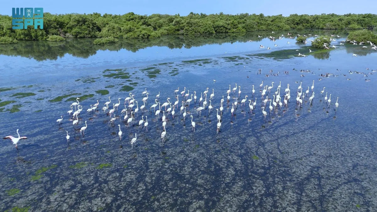 Saudi Arabia Launches Wildlife Safaris and Bird Sanctuaries - Image 3