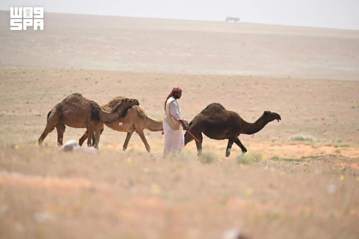 Saudi Arabia's Northern Region Grows 7.5M Livestock Herd - Image 2