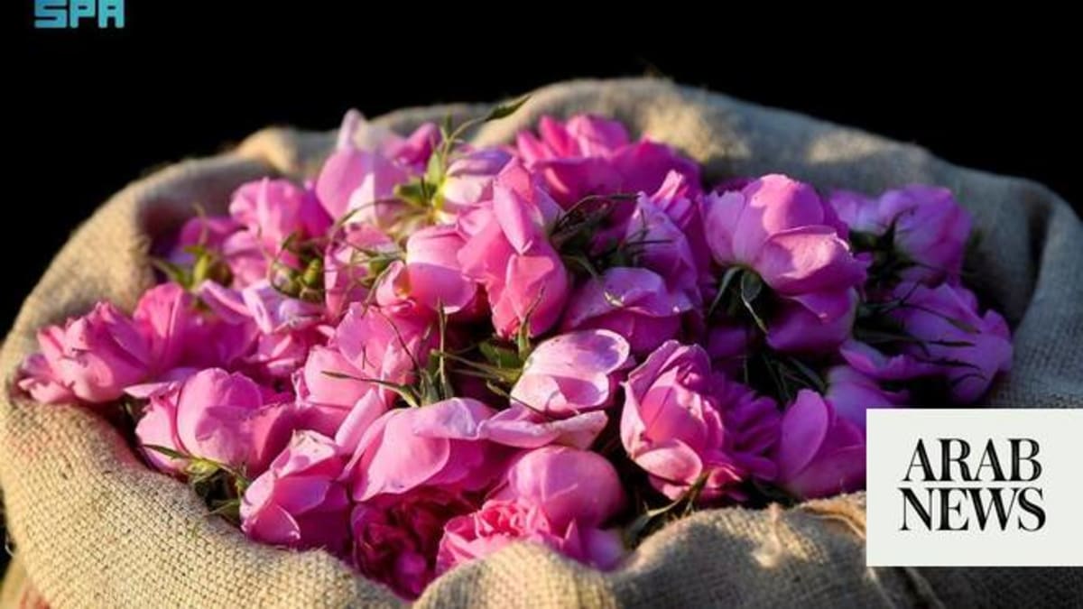 Vibrant pink roses growing on farms in Taif, Saudi Arabia's mountainous region