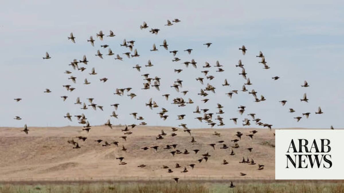 Saudi Arabia Restores 62,000-Acre Desert Park to Life