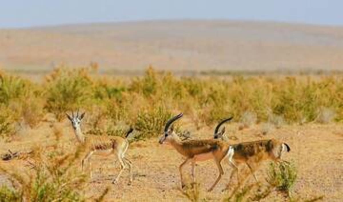Saudi Reserve Celebrates 40+ Baby Gazelles Born in Wild - Image 5