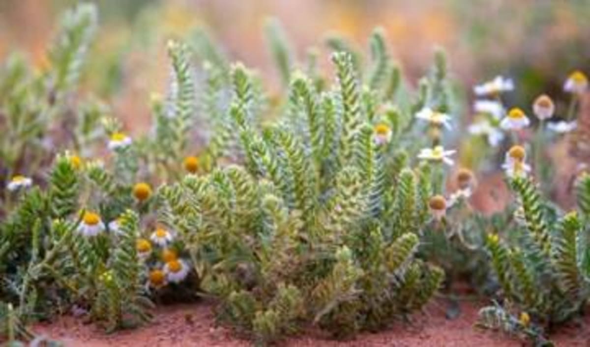 Saudi Arabia Restores 62,000-Acre Desert Park to Life - Image 4
