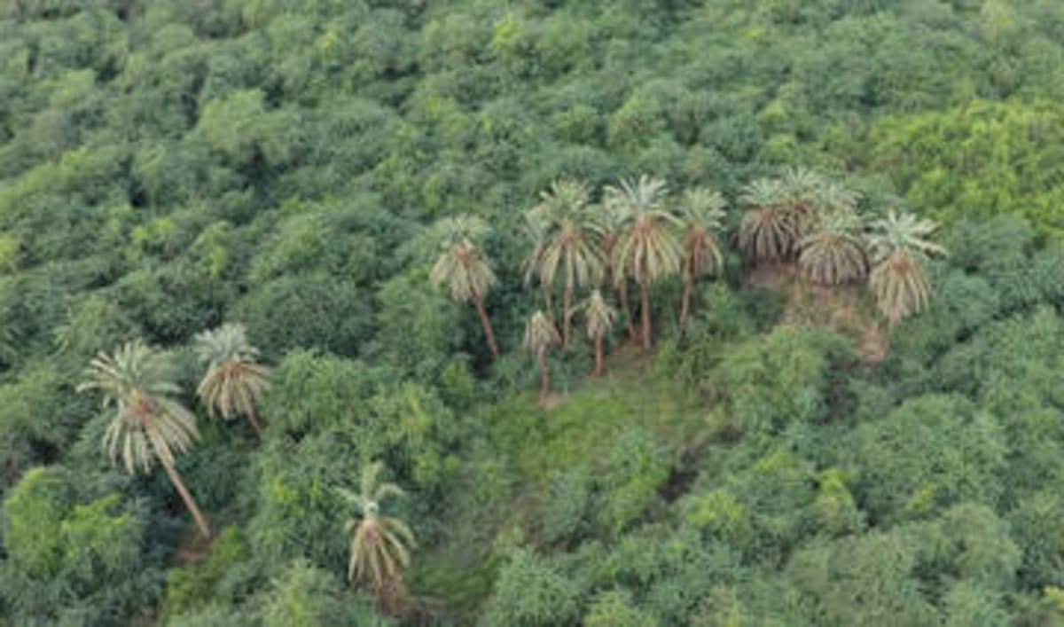 Saudi Arabia Restores 62,000-Acre Desert Park to Life - Image 5