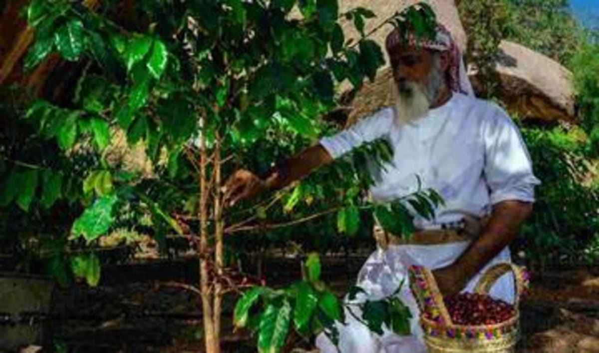 Saudi Rose Farms Bloom 15% as Taif Growers Thrive - Image 4