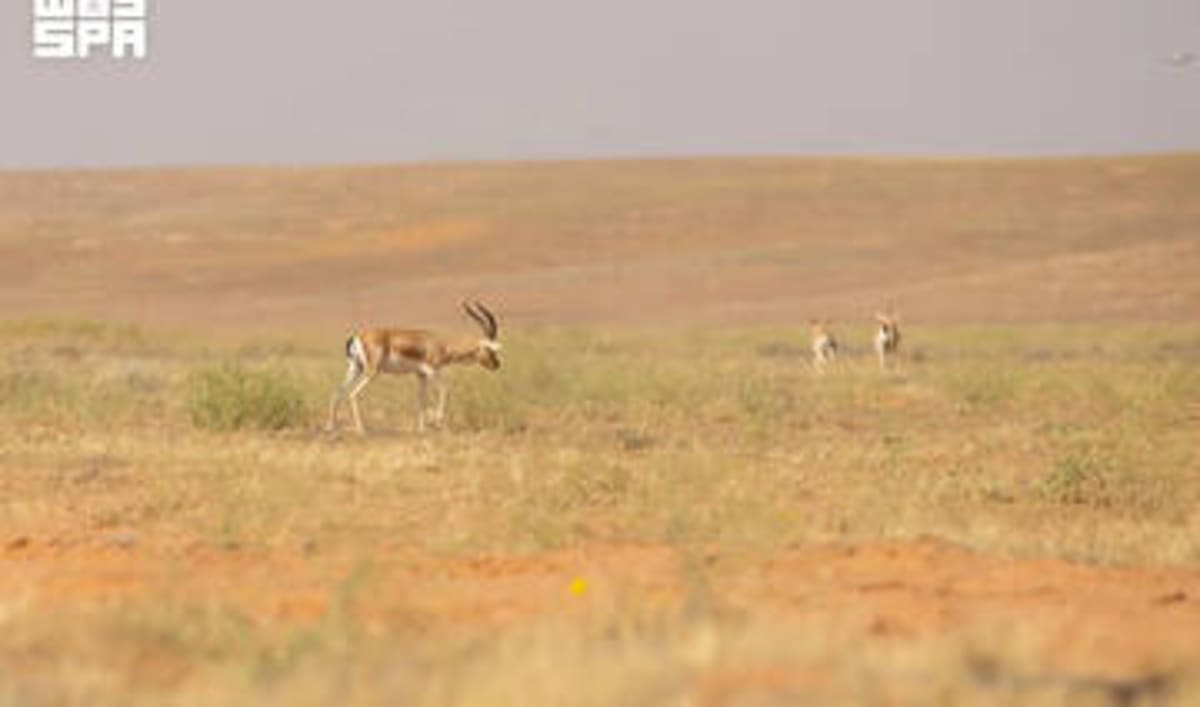 Saudi Reserve Celebrates 40+ Baby Gazelles Born in Wild - Image 4