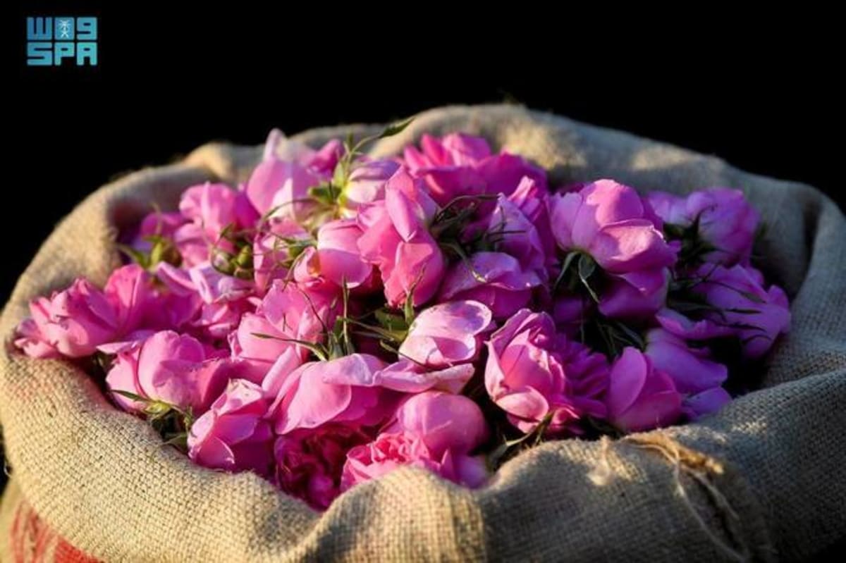 Saudi Rose Farms Bloom 15% as Taif Growers Thrive - Image 2