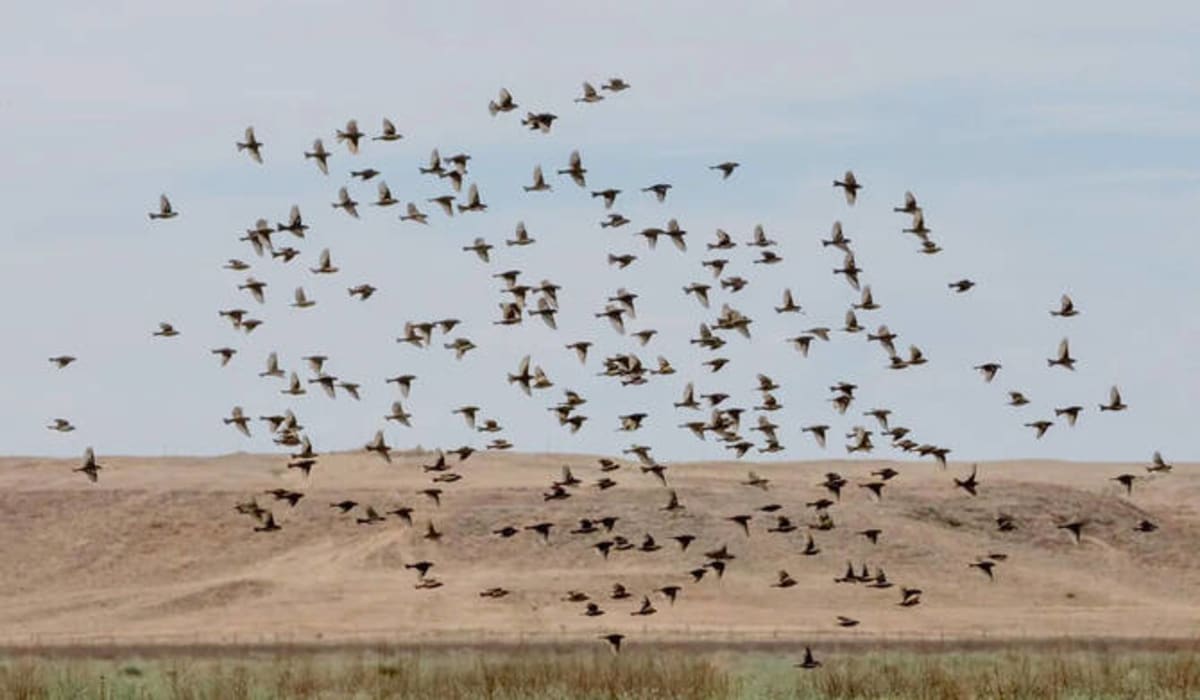 Saudi Arabia Restores 62,000-Acre Desert Park to Life - Image 2