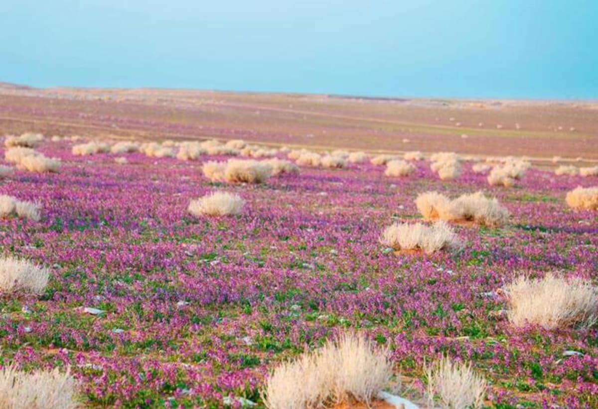 Saudi Arabia Commits 25 Years to 3 New National Parks - Image 2
