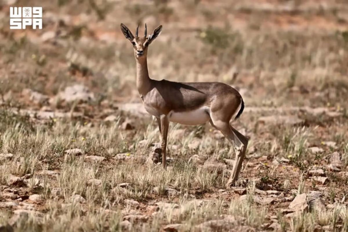 Saudi Reserve Celebrates 40+ Baby Gazelles Born in Wild - Image 2