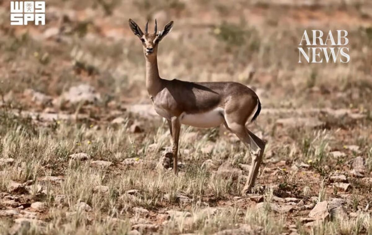 Young Arabian sand gazelle standing in natural desert habitat at Saudi nature reserve