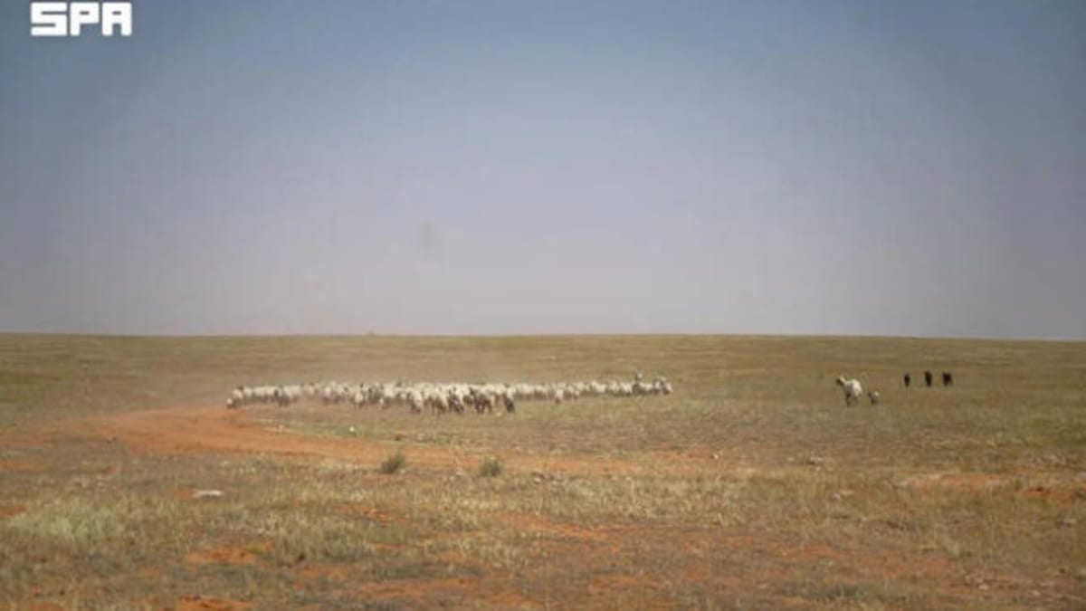 Sheep grazing on desert rangeland in Saudi Arabia's Northern Borders region