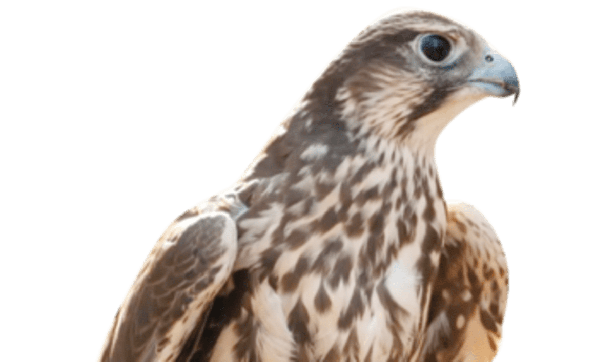 Saudi Arabia Launches Wildlife Safaris and Bird Sanctuaries - Image 4