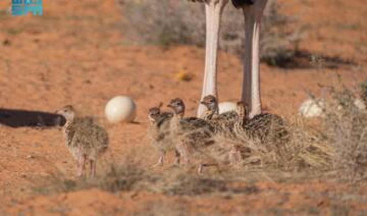 Saudi Researchers Turn Traffic Into Electricity - Image 3