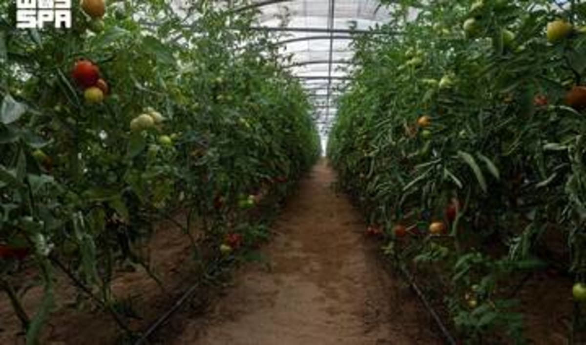 UN Fund Targets Saudi Investors for Rural Development Bonds - Image 4