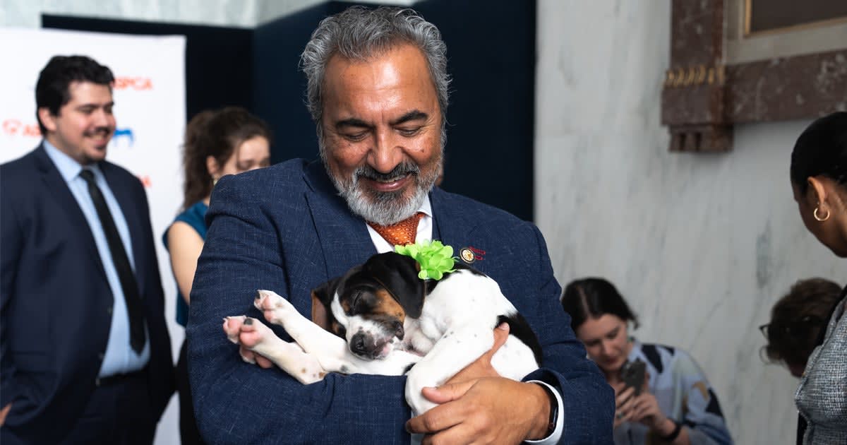 Adoptable puppies and kittens meeting congressional staff at Capitol Hill pet adoption event