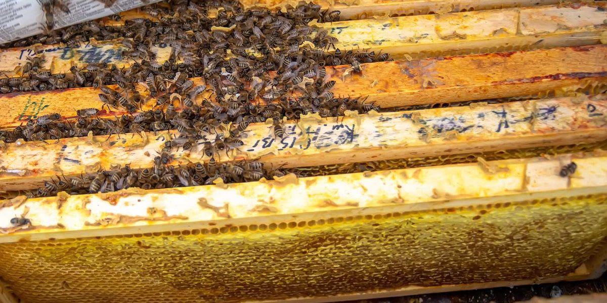 Firefighters Save 25 Million Bees from Utah Highway Heat