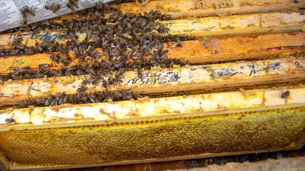 Firefighters Save 25 Million Bees from Utah Highway Heat - Image 4