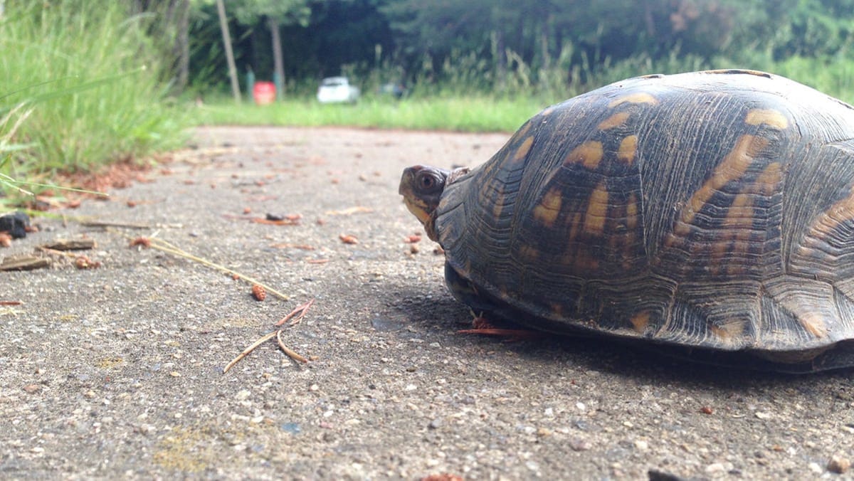 Turtle crossing paved road in Georgia seeking elevated ground for nesting site