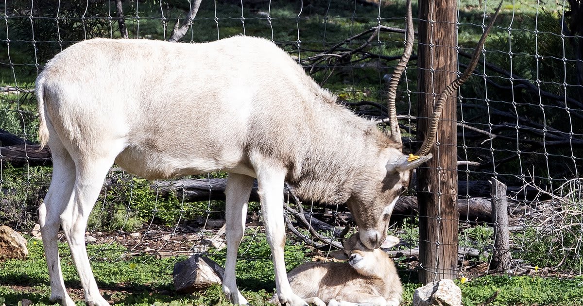 Rare Addax Calves Born at Australian Safari Park