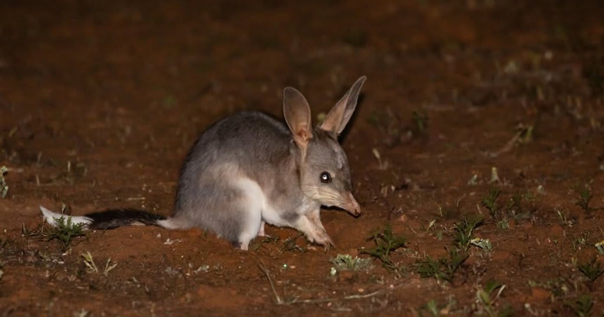 Greater bilby with long ears and pointed snout in natural Australian bushland habitat