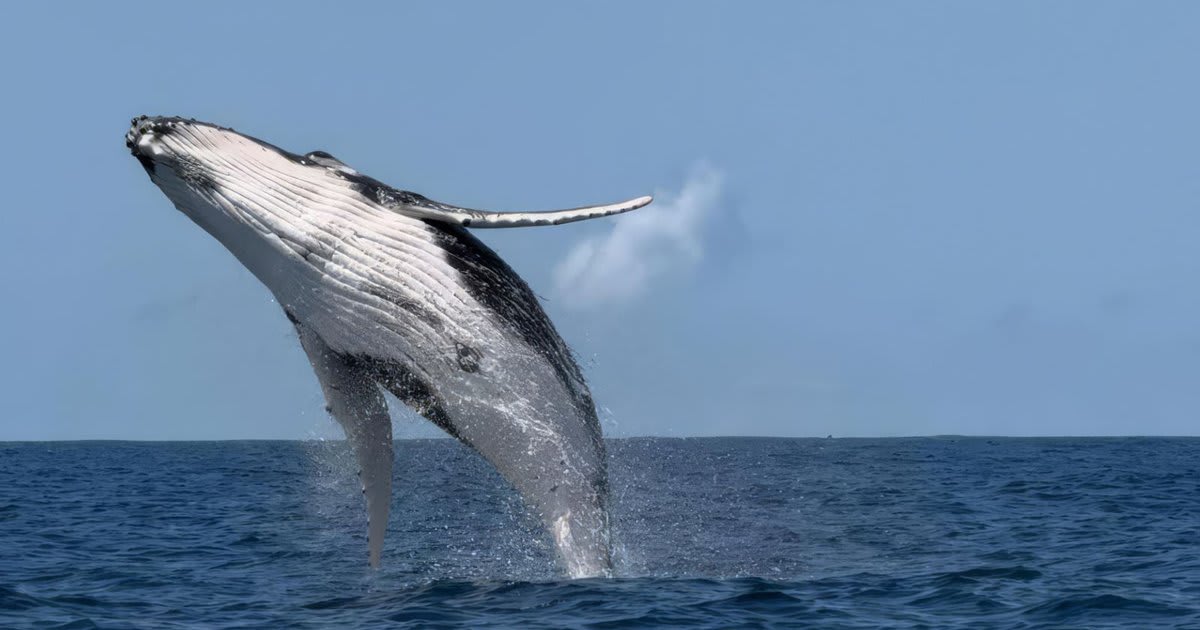 Humpback whale breaching in clear blue waters of Great Barrier Reef Marine Park