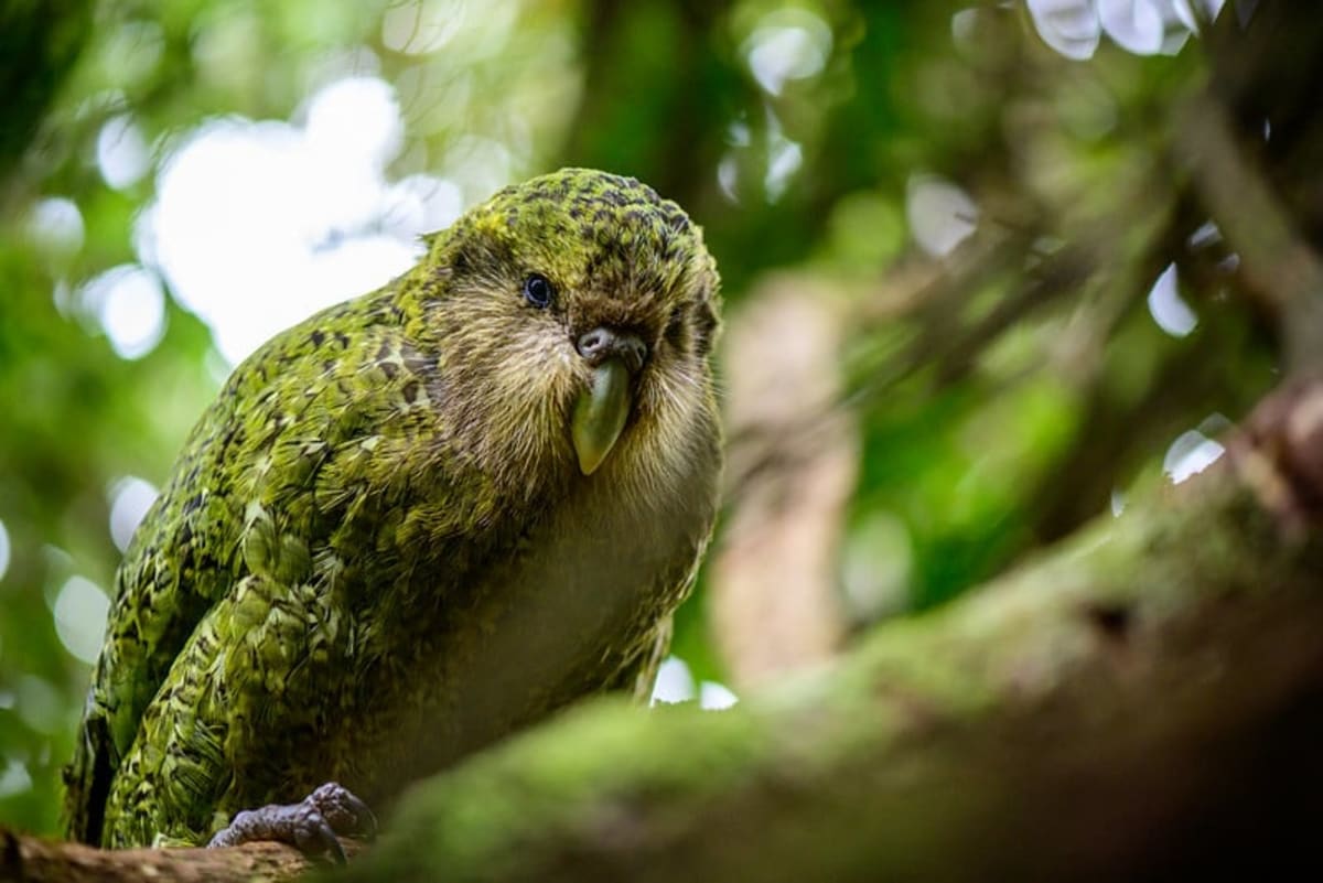 New Zealand's Rarest Parrot Climbs Back From 200 to 236
